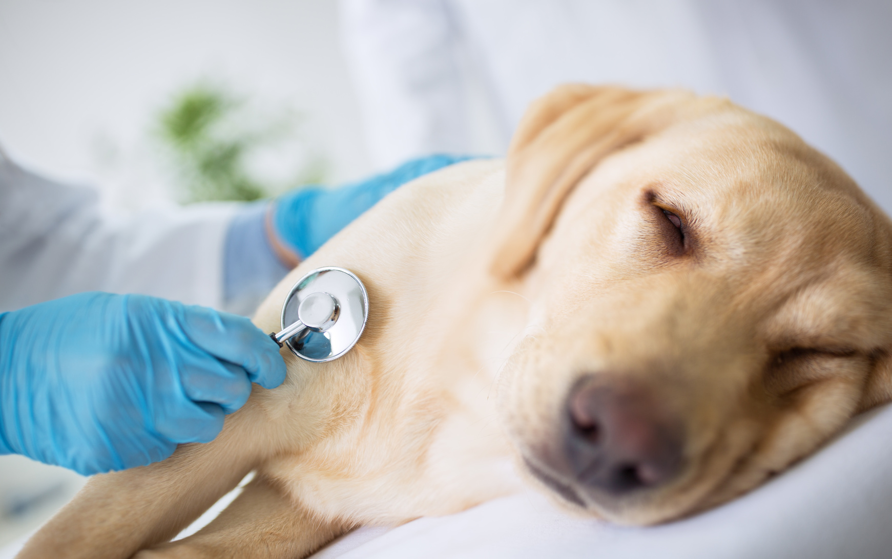 Tierisch überflüssig Krankenversicherungen für Haustiere