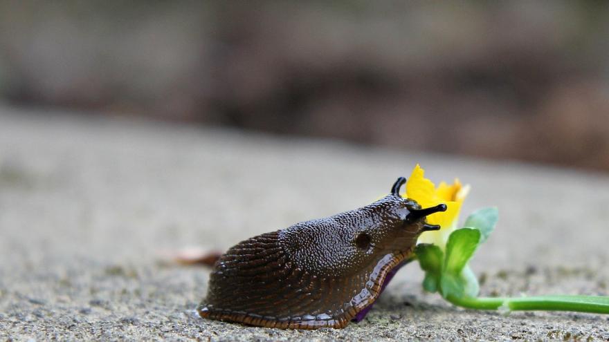 Schadlinge In Haus Und Garten Giftige Mittel Gehoren Nicht In